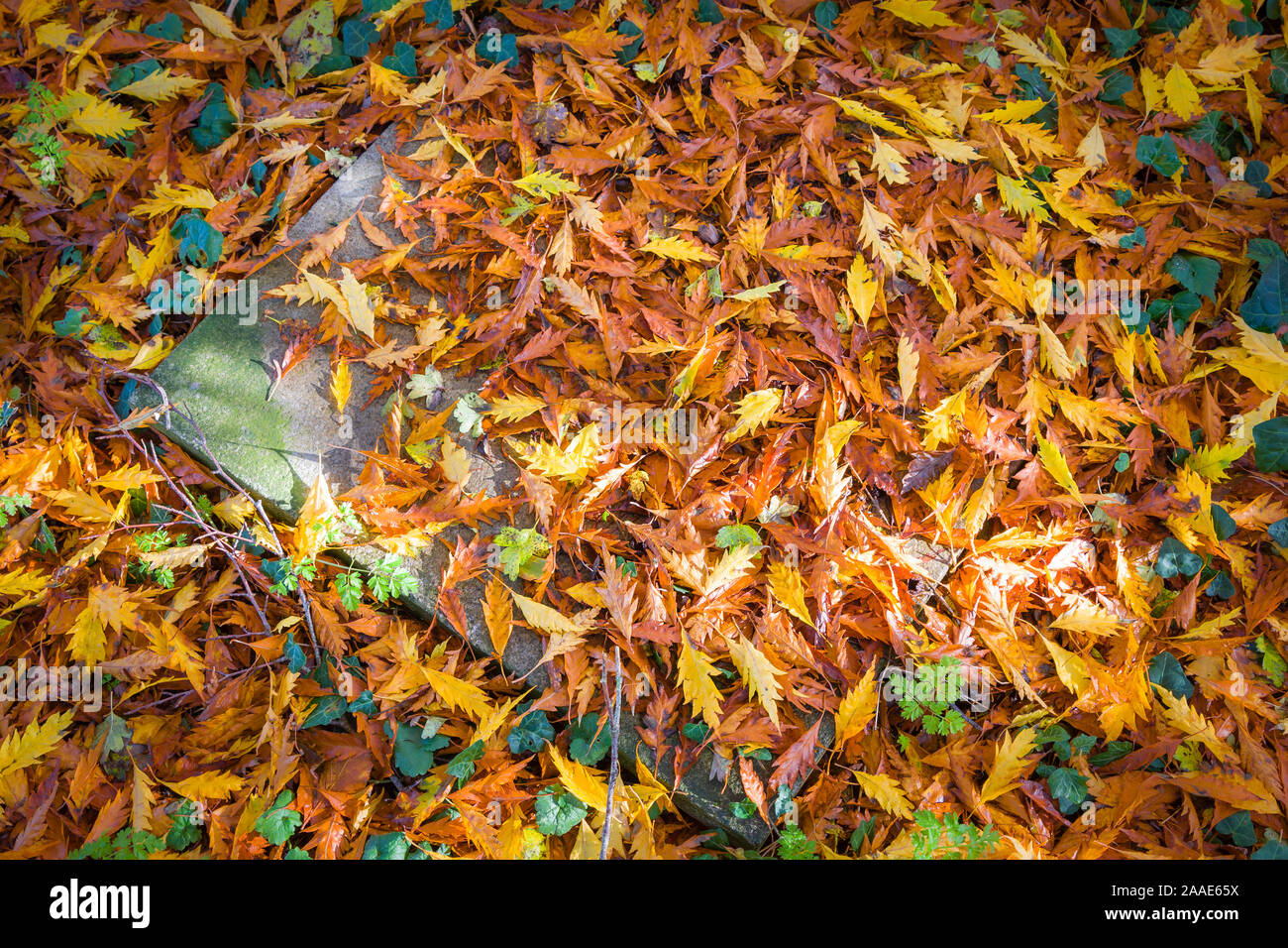 Eine goldene braunen Teppich der Blätter von einem Schnitt Blätter Buche Gefallen machen einen natürlichen Szene in Nahaufnahme im November in einem Englischen Garten in Großbritannien Stockfoto