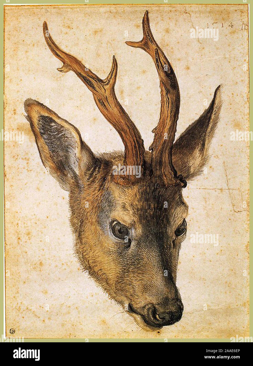Jahrgang Kunst von Albrecht Durer Stockfoto