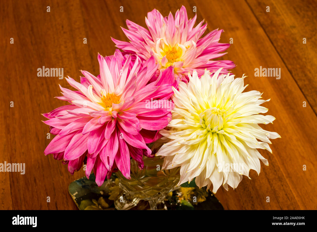 Drei home-grown Dahlia Blumen im Spätherbst für die Anzeige im Innenbereich in Großbritannien abgeholt Stockfoto