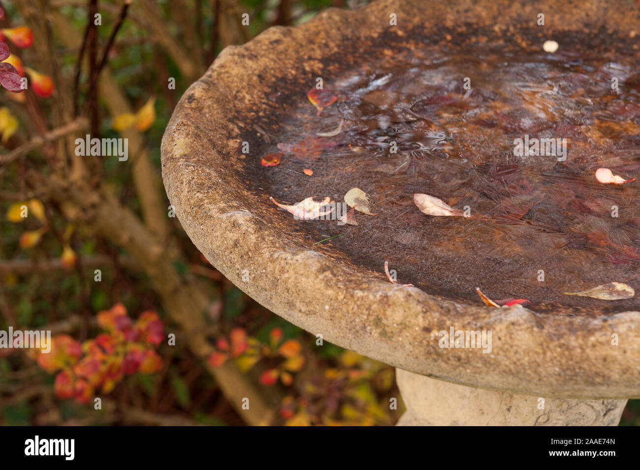 Gefrorenes Wasser in Beton Steine vogel Badewanne, ein Zeichen von Winter und frostig, Frost, Härten für die Tierwelt, mit Berberis thunbergii Strauch Stockfoto