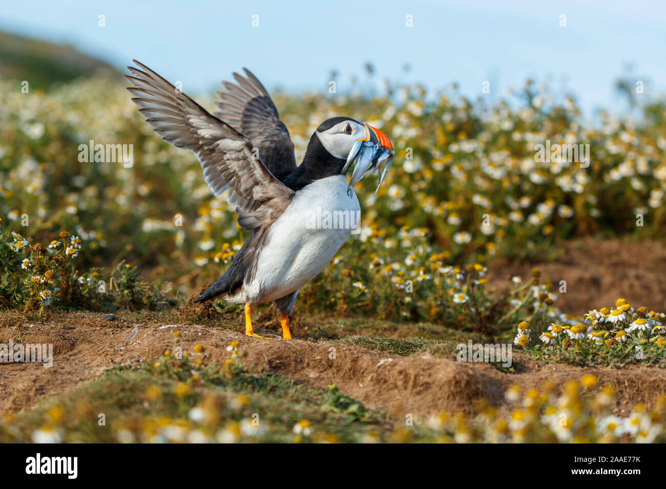 Gemeinsame Papageitaucher Papageitaucher (Fratercula arctica), mit einem Schnabel voller Sandaale auf Skomer, einem Naturschutzgebiet Insel auf West Wales Pembrokeshire Coast Stockfoto