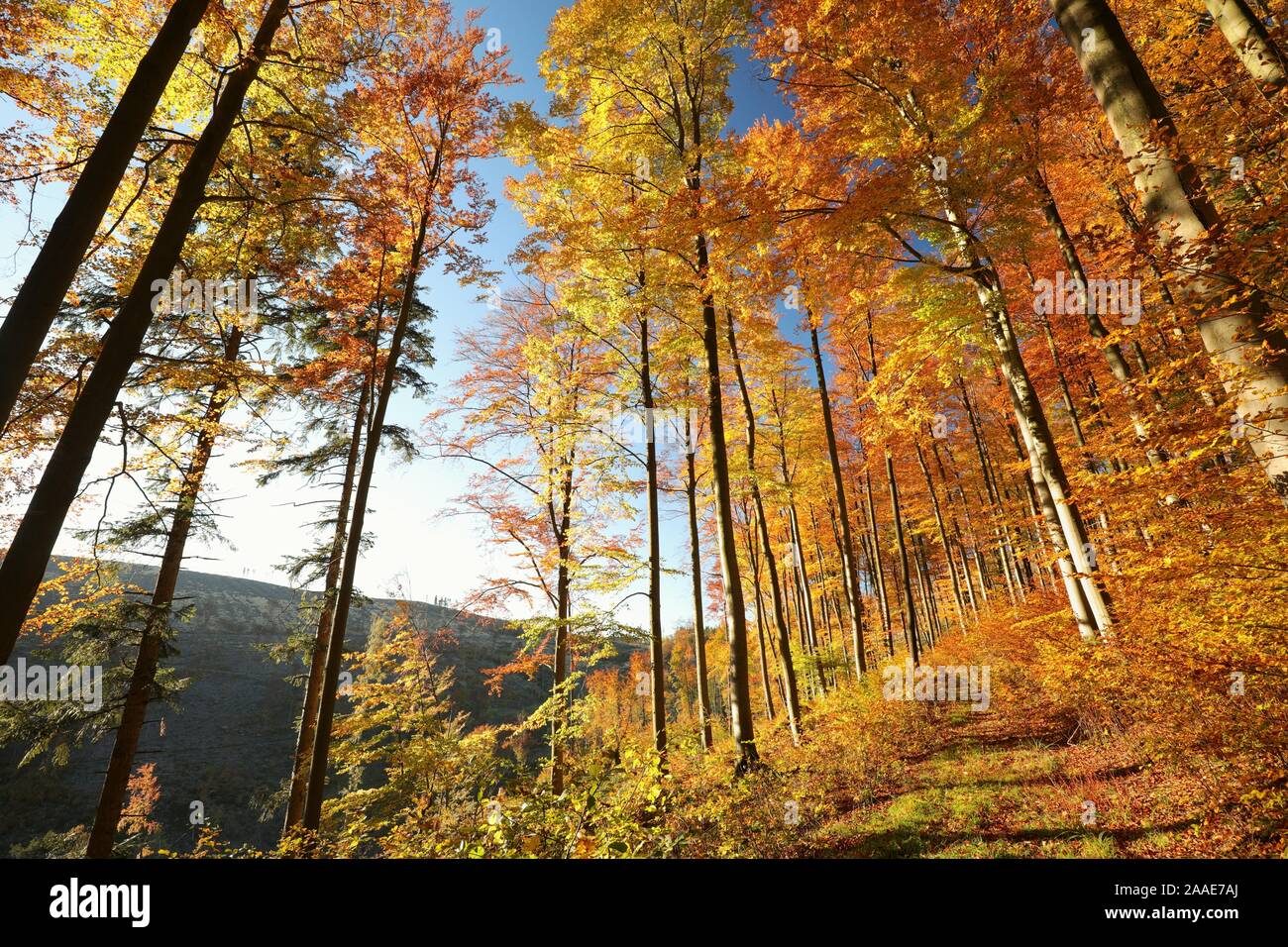 Die herbstlichen Wald Gegenlicht der Sonne. Stockfoto