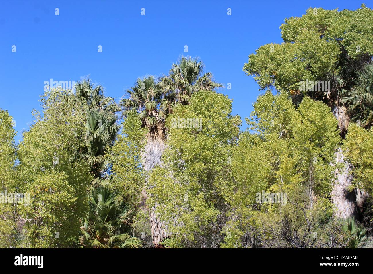 In der Regel werden die Colorado Wüste hat sehr wenige Lebensräume mit Wasser jedoch eine Ausnahme ist die Oase an der Pappel Feder in Joshua Tree NP. Stockfoto