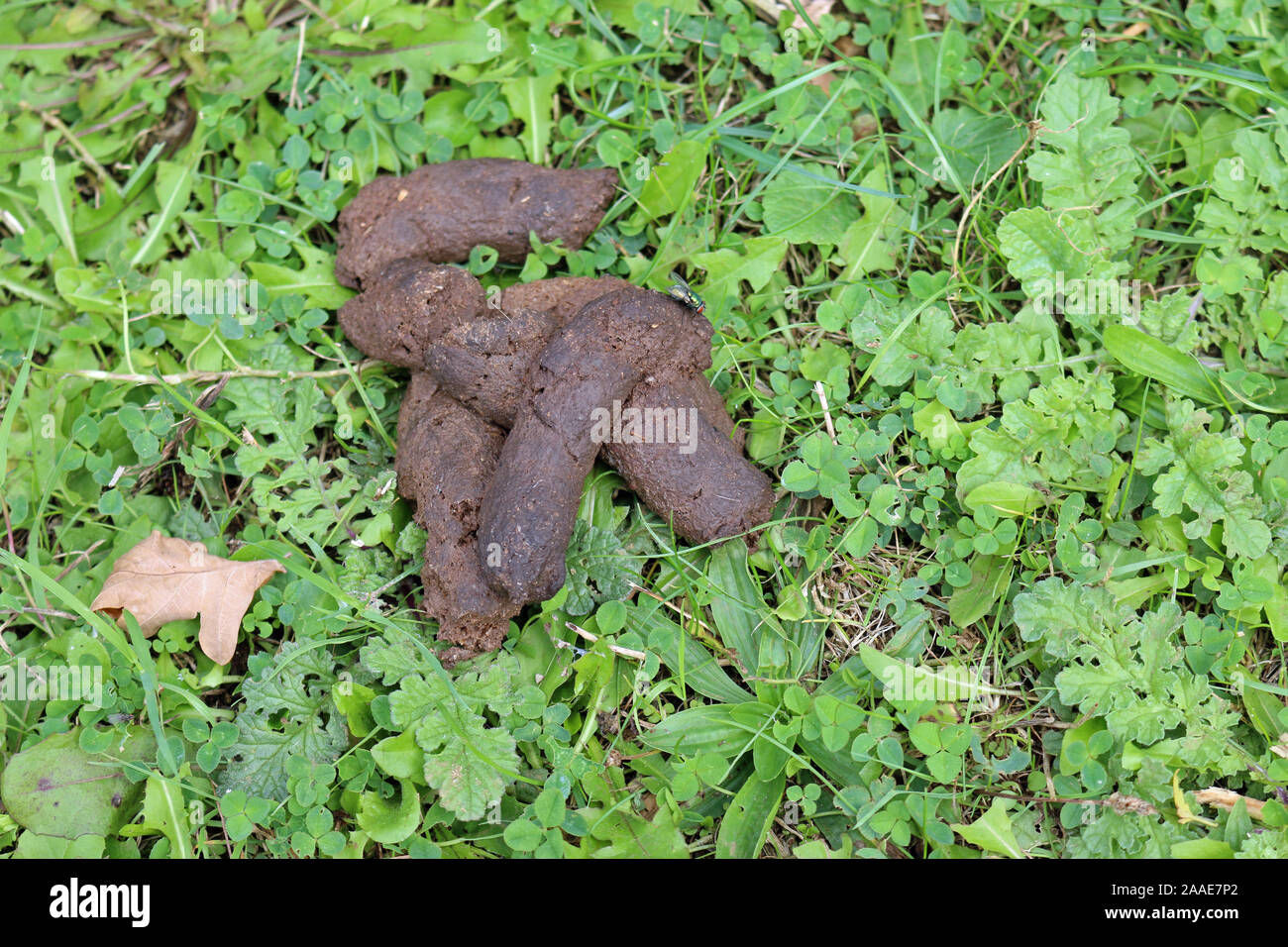 Große Stapel von Hund Kot mit greenbottle Fliegen, Lucilia Arten, auf Pflanzen in einem Park in der Nähe, mit einem braunen Eichenlaub. Stockfoto