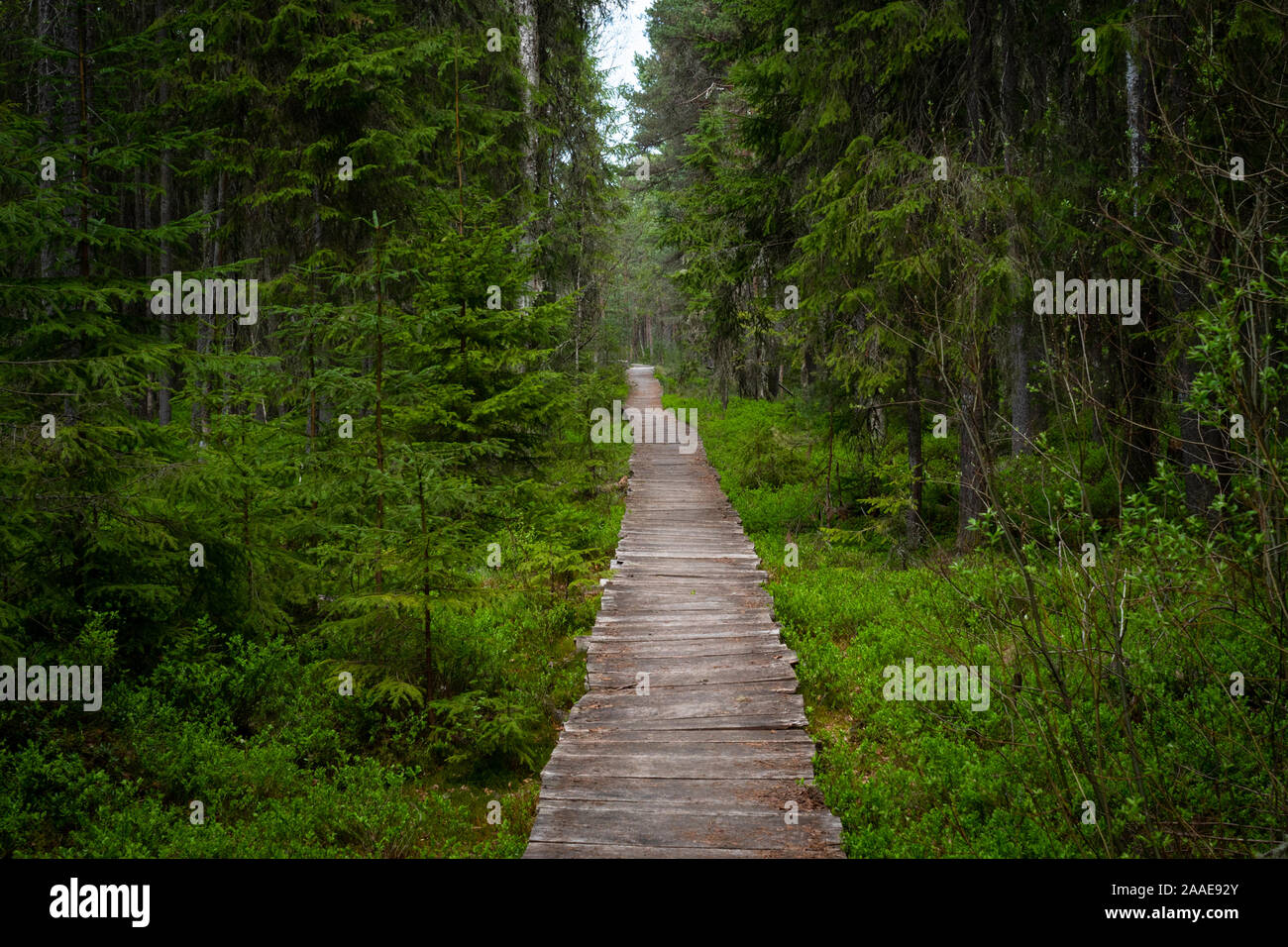 Holzbrett Kreuzung tiefen Wald Stockfoto
