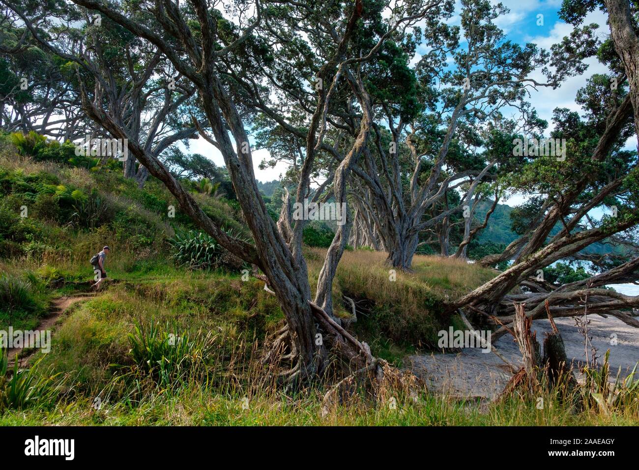 Wanderer auf Trail im Orokawa Scenic Reserve, Waihi Beach, Bay of Plenty, North Island, Neuseeland Stockfoto