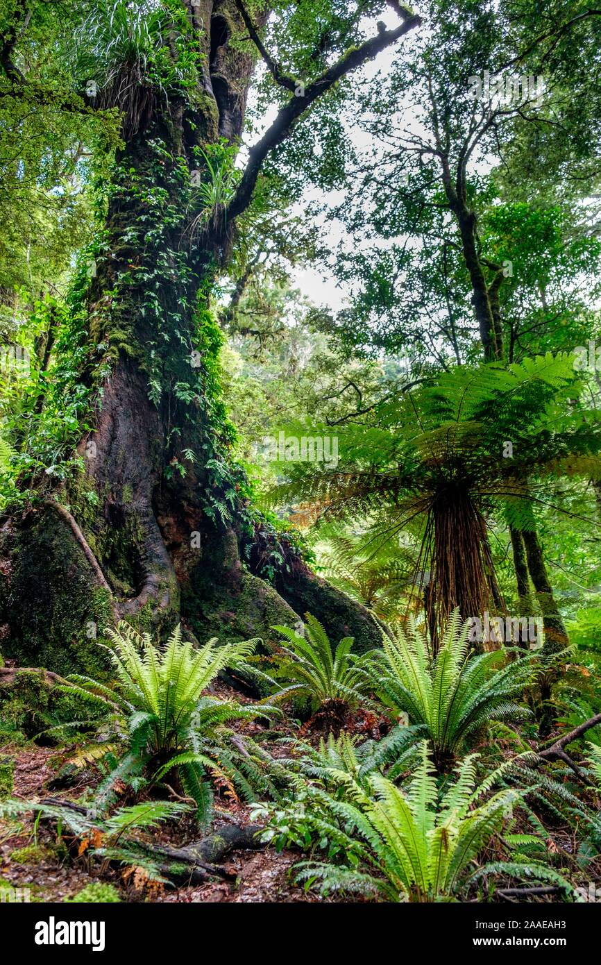 Trail durch den Urwald mit Epiphyten zum Lake Waikareiti zu Te Urewera, Hawkes Bay Region, North Island, Neuseeland Stockfoto