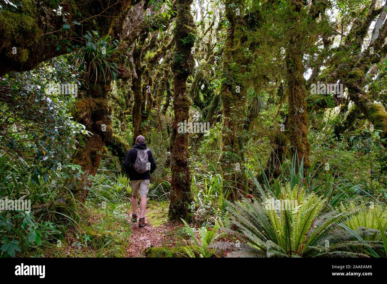 Urwald unter Mount Taranaki mit Epiphyten, Egmont National Park, in der Nähe von Stratford, Westküste von North Island, Neuseeland Stockfoto