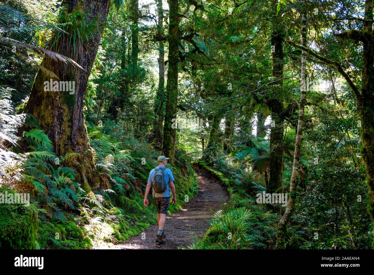 Trail durch den Urwald mit Epiphyten zum Lake Waikareiti zu Te Urewera, Hawkes Bay Region, North Island, Neuseeland Stockfoto