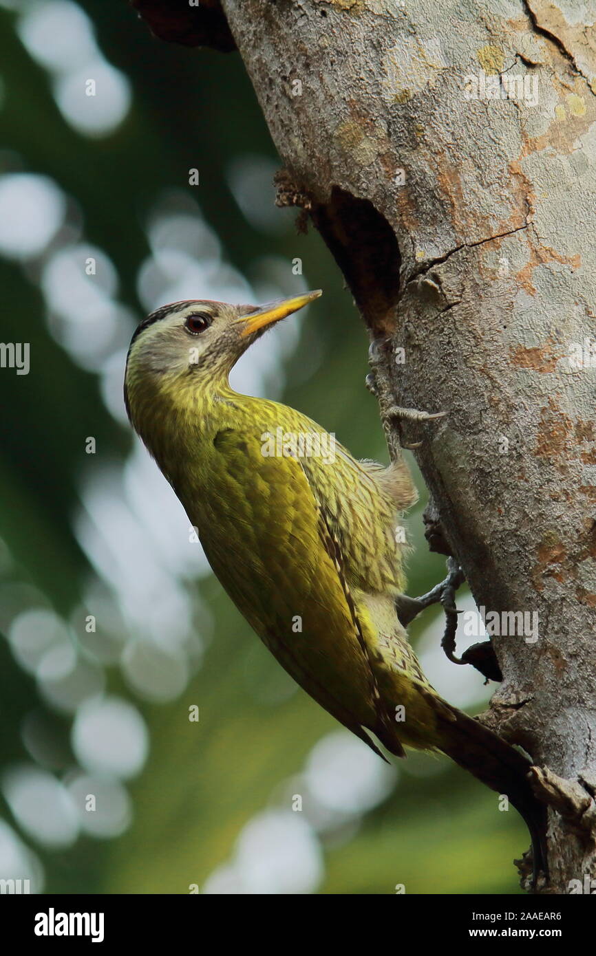 Ein Weibchen Streifen throated Specht (picus xanthopygaeus) versucht, ein Nest, Chintamoni Kar Vogelschutzgebiet in der Nähe von Kolkata, West Bengal in Indien Stockfoto