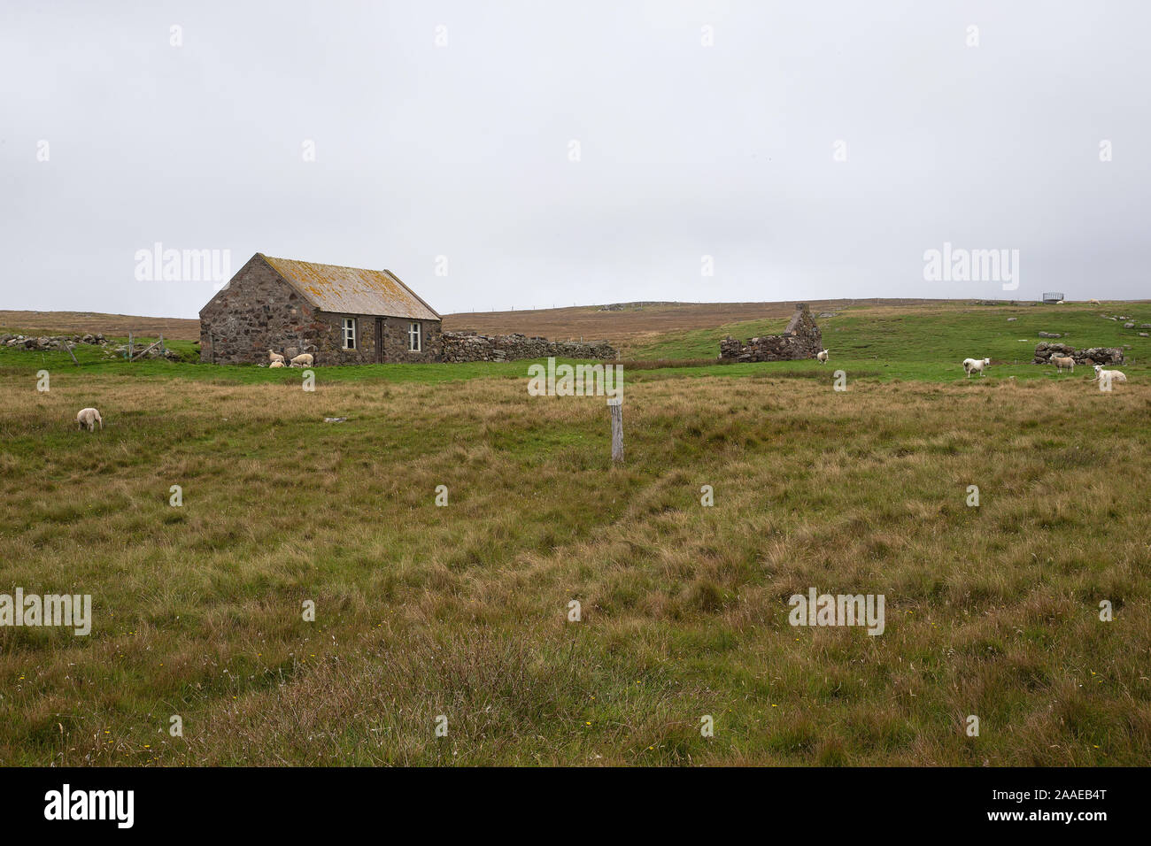Old Stone Farm Cottage in einem Bereich der rauhen Schafe weiden in der Nähe von eshaness auf Shetland Mainland, Schottland Stockfoto