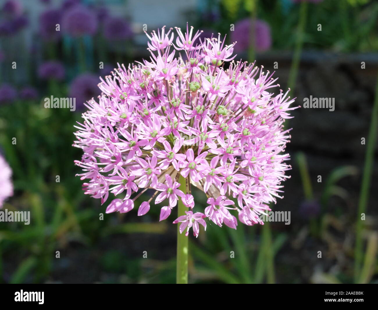 Große rosa allium Blume Nahaufnahme Stockfoto