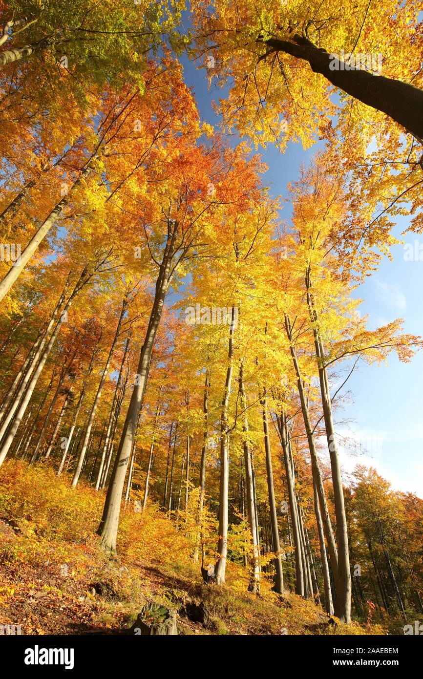 Herbst Buche Wald im Sonnenschein. Stockfoto