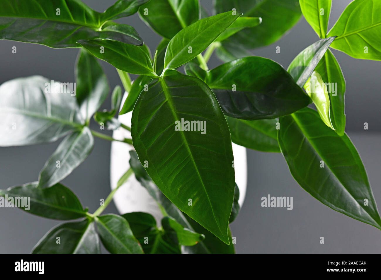 Konzept für Weihnachten Saison online Einkauf und Vertrieb mit der Hand Handy mit 'X-Mas Verkauf'-Zeichen vor der Schreibtisch mit weißen saisonale Deko Stockfoto