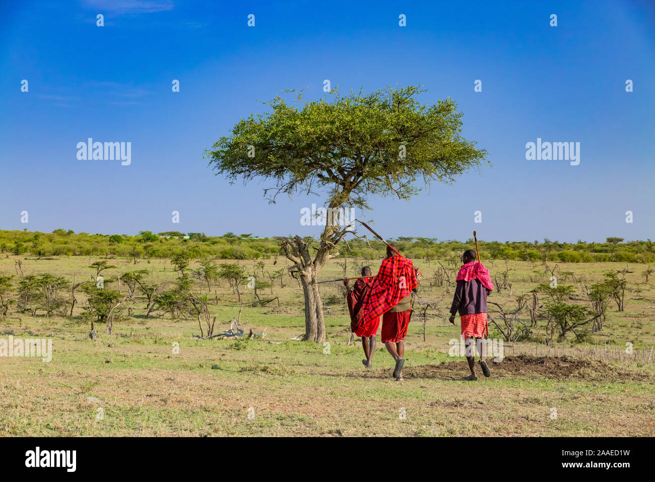 Bush Walk mit Maasai in Masai Mara Stockfoto