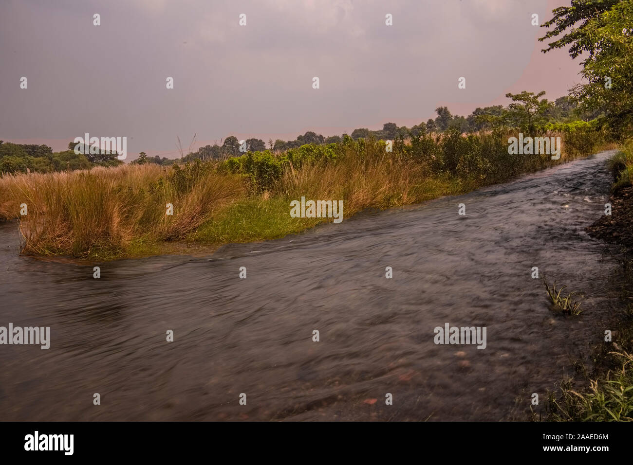 Landschaftliche Schönheit eines Flusses, Geschwindigkeitsübertretungen, unter hohen Gras Land, (Kash), Dam, Burudi Ghatsila, Jharkhand, Indien. Stockfoto