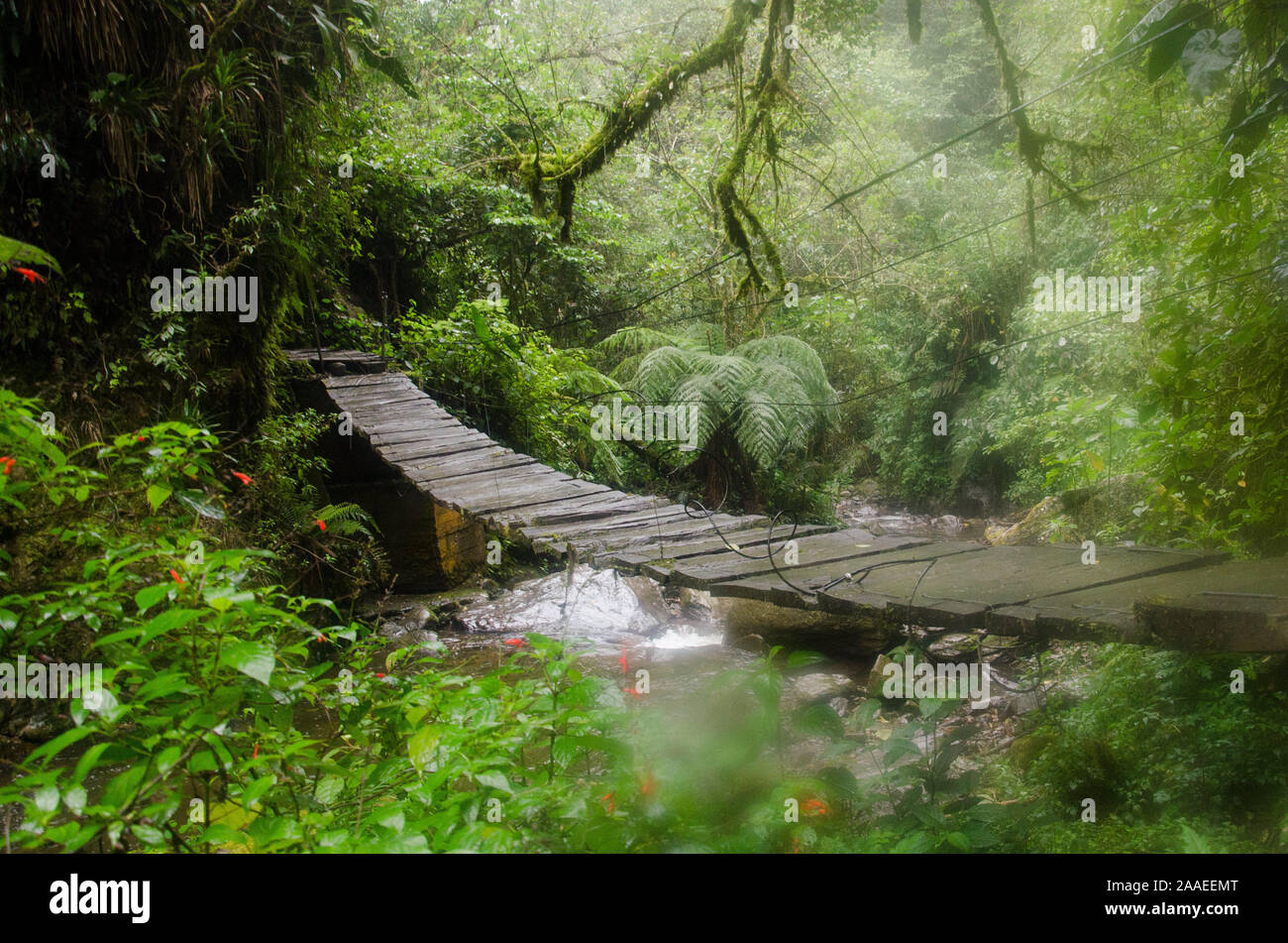 Holzbohlen Brücke über einen Wasserlauf in einem tropischen Wald, in der cocora Tal, in Quindio, Kolumbien Stockfoto