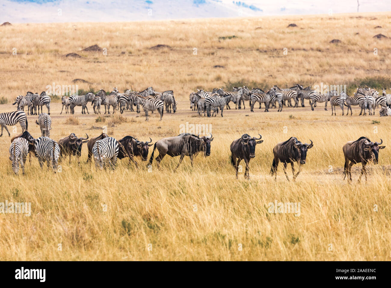 Zebras und Gnus während der großen Migration Stockfoto