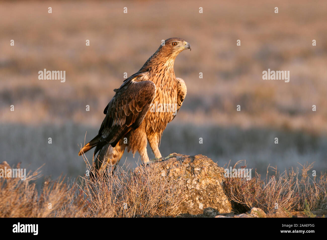 Aquila fasciata Stockfoto