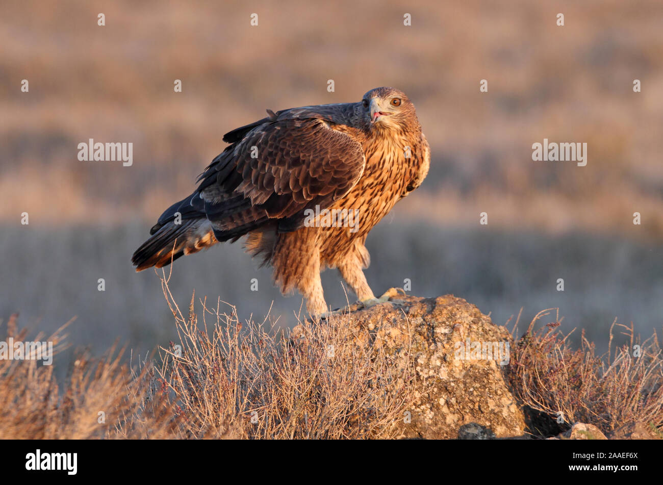 Aquila fasciata Stockfoto