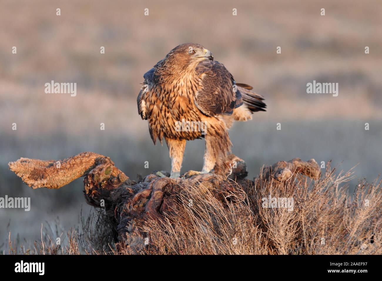 Aquila fasciata Stockfoto