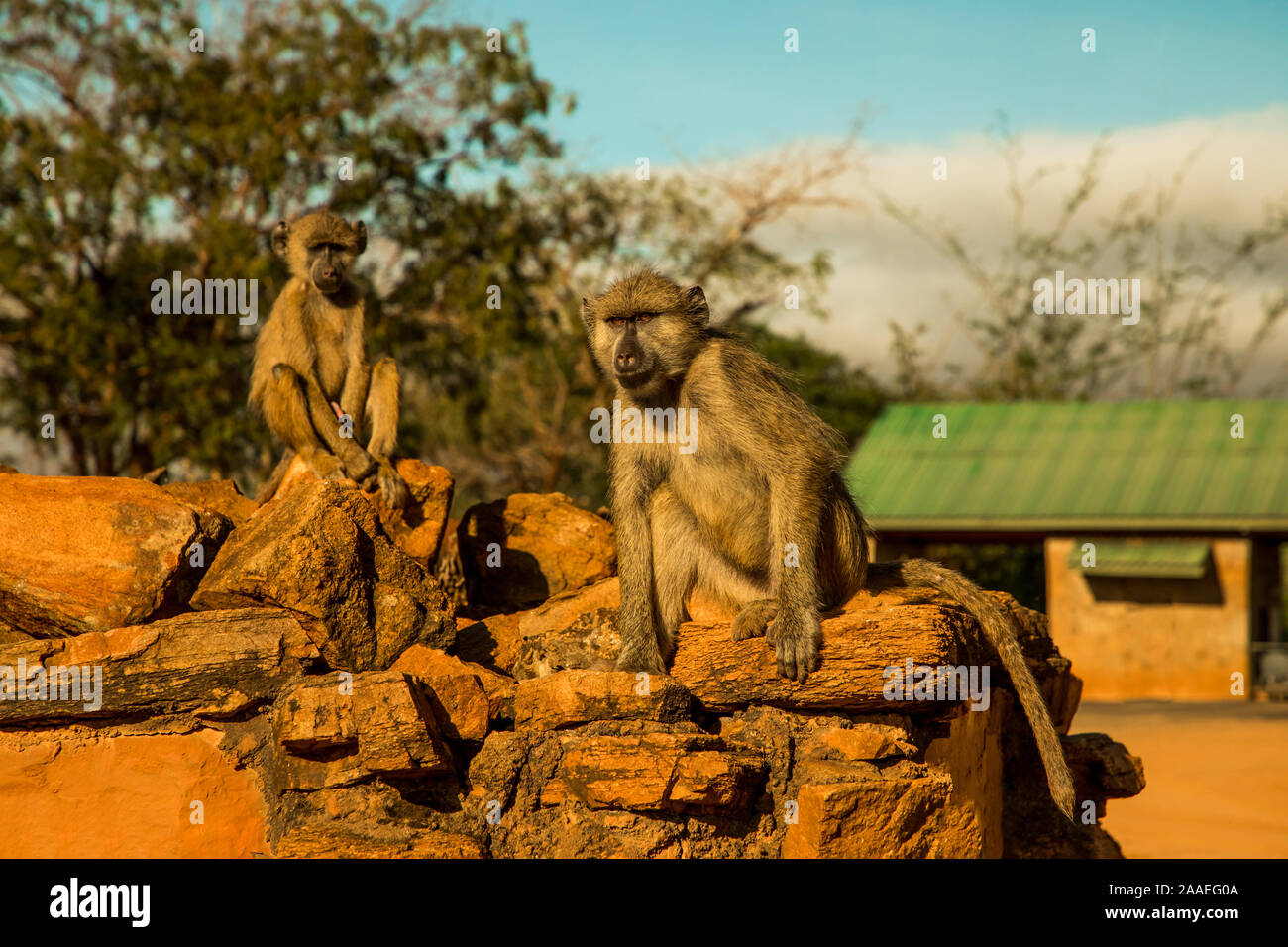 Eine kleine Herde von wilden Grüne Meerkatzen sitzt auf große Steine im Tsavo Nationalpark in Kenia bei Sonnenuntergang. Paviane Herde hautnah. Augen zu Augen. Stockfoto
