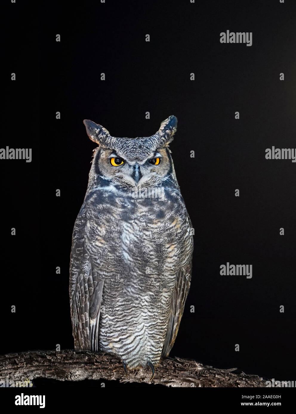 Eine große Fledermaus Bubo Virginianus, jagt den Wald nach Raub in der Nacht. Stockfoto