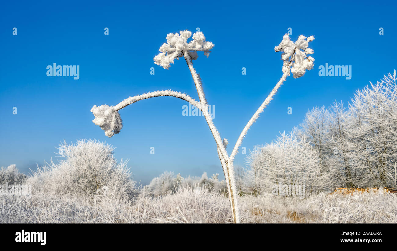 Wild Apiales Blüten mit weißem Rauhreif Kristalle in einer Wiese mit Bäumen vor blauem Himmel bedeckt an einem kalten sonnigen Wintertag getrocknet, Deutschland Stockfoto
