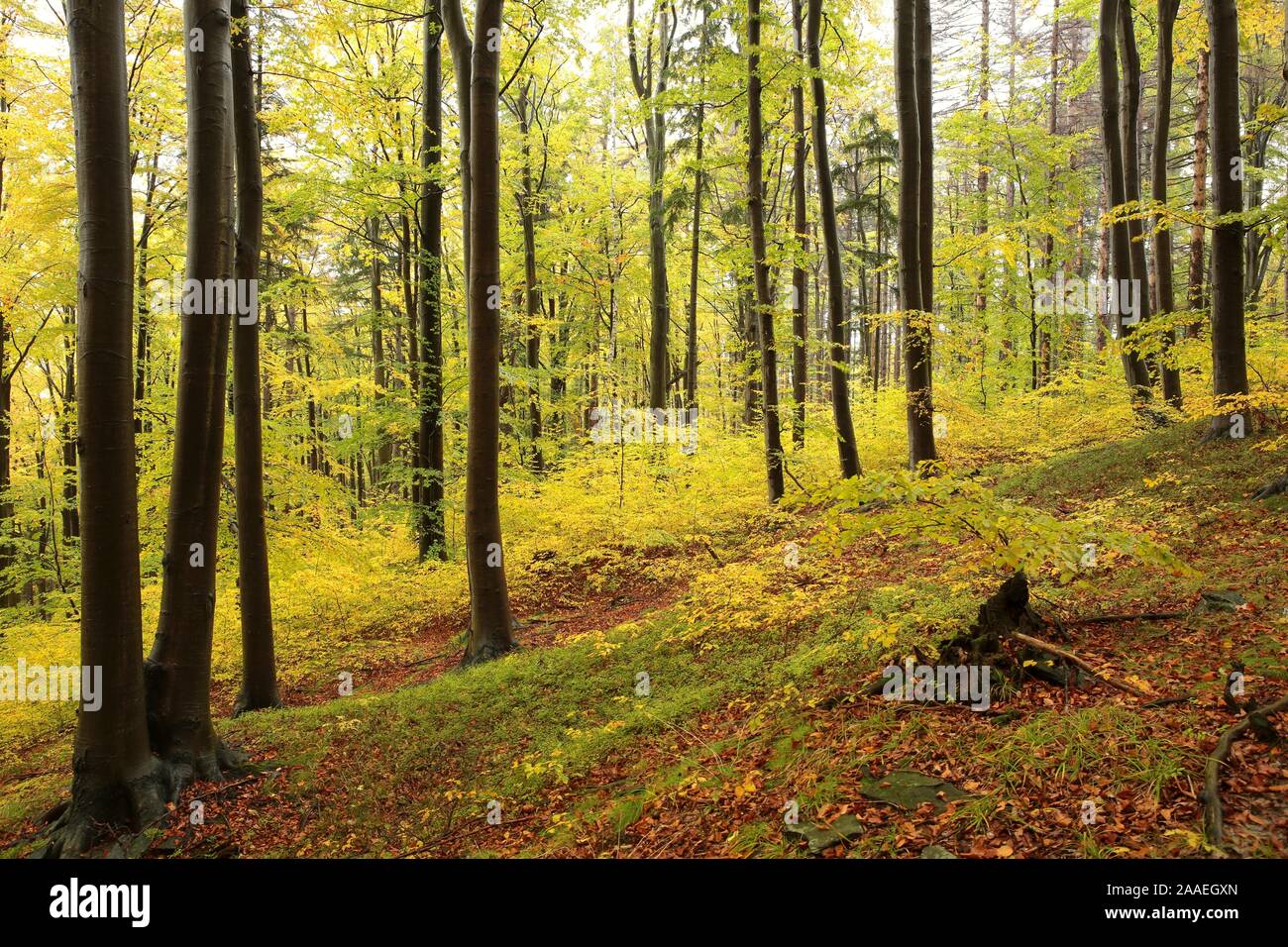 Herbst Buchenwald nach Regenfällen. Stockfoto