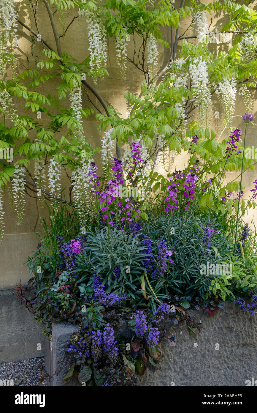 Ein Frühlingsgarten Blume Display mit weißen Glyzinien klettern auf eine Steinwand, England, UK, Stockfoto