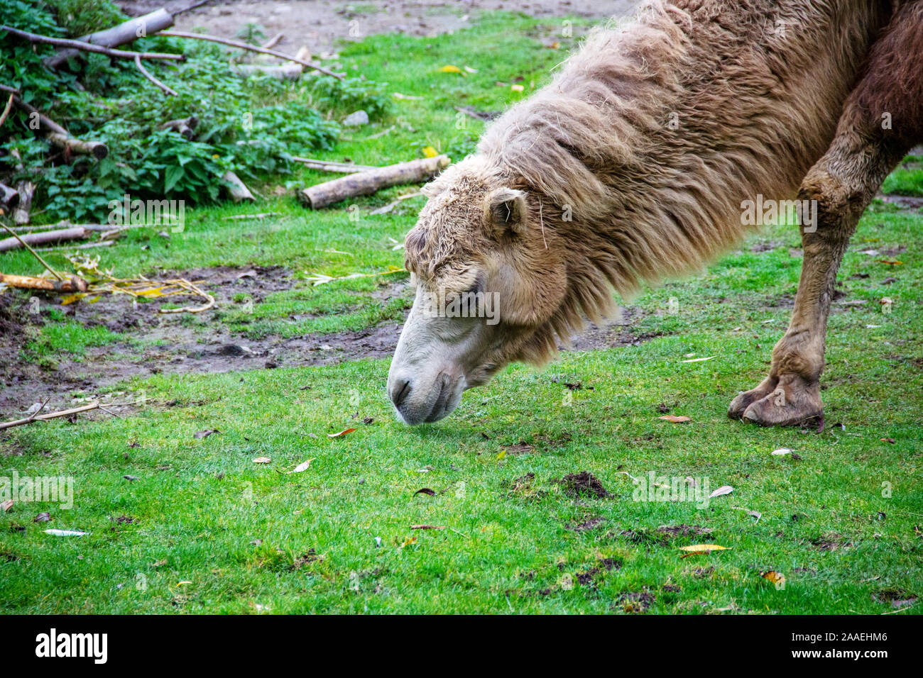 Kopf Ansicht einer Fütterung camouflage Tier, auch bekannt als Two-Tailed oder Baktrischen Kamel Camelus ferus Stockfoto