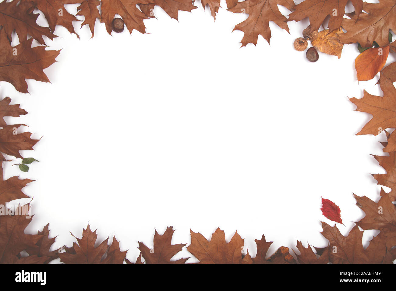 Herbst Kulisse - Rahmen aus braunen Herbst trockene Blätter über whitw Farbe. Isoliert Stockfoto