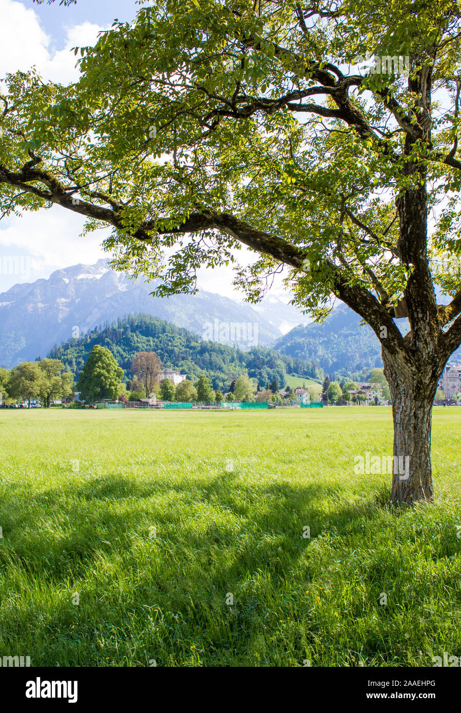 Park Hohematte. Blick auf die Alpen. Interlaken Stockfoto