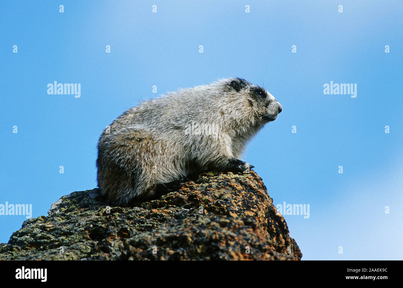 Eisgraues Murmeltier (Marmota caligata), Denali N.P., Alaska Stockfoto