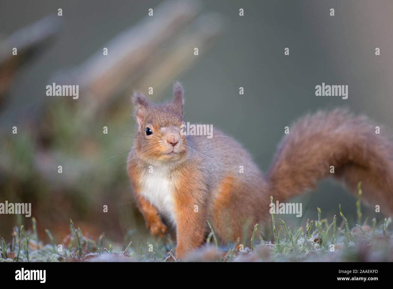 Rotes Eichhörnchen (Sciurus vulgaris) beim Essen auf dem Waldboden, Cairngorms National Park, Schottland, britische Tierwelt Stockfoto