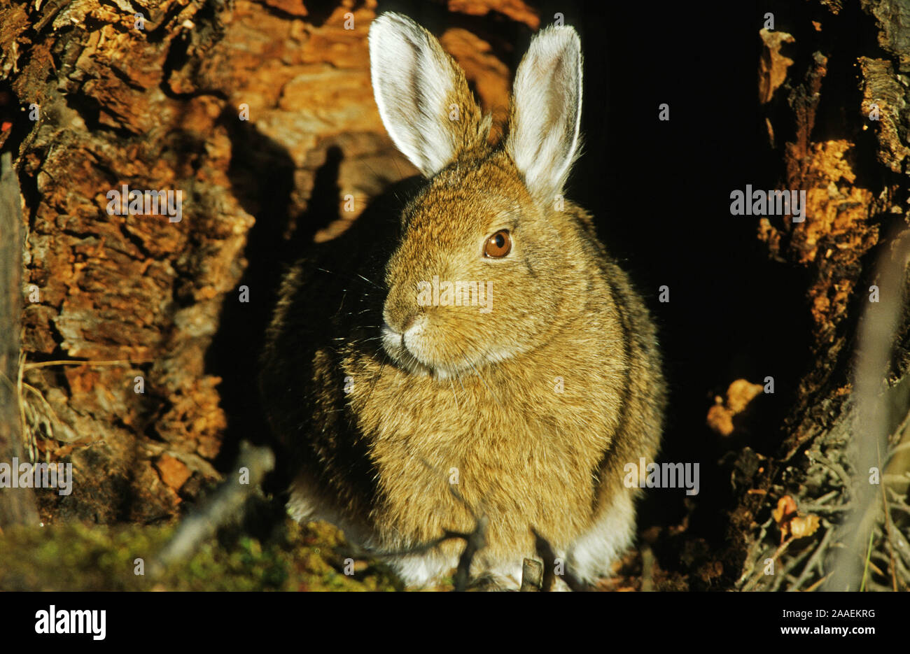 Schneeschuhhase (Lepus americanus), Denali N.P., Alaska Stockfoto