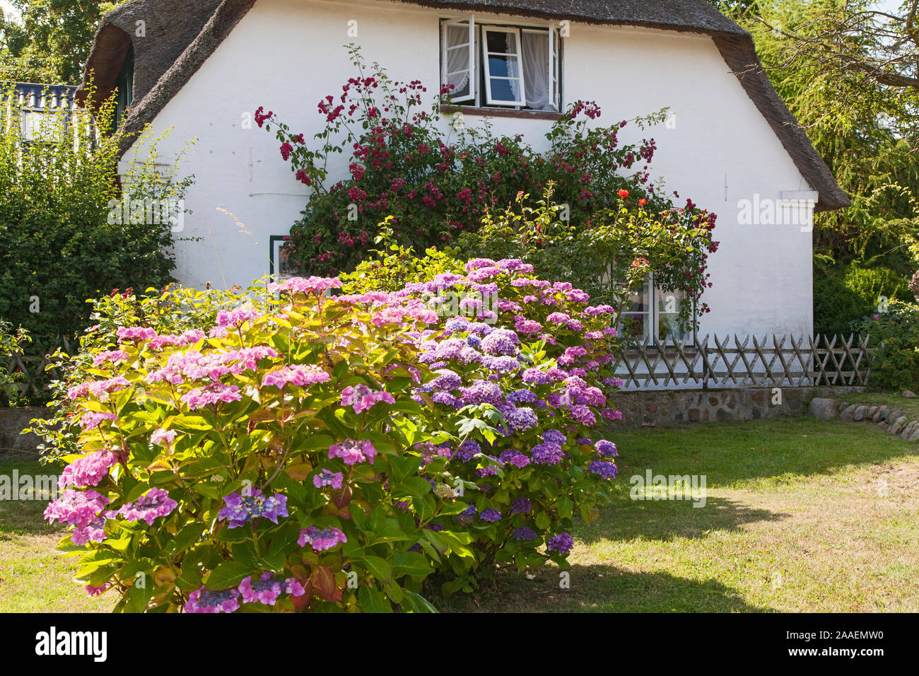 Bauerngarten, blühende Hortensien, Keitum, Sylt Stockfoto