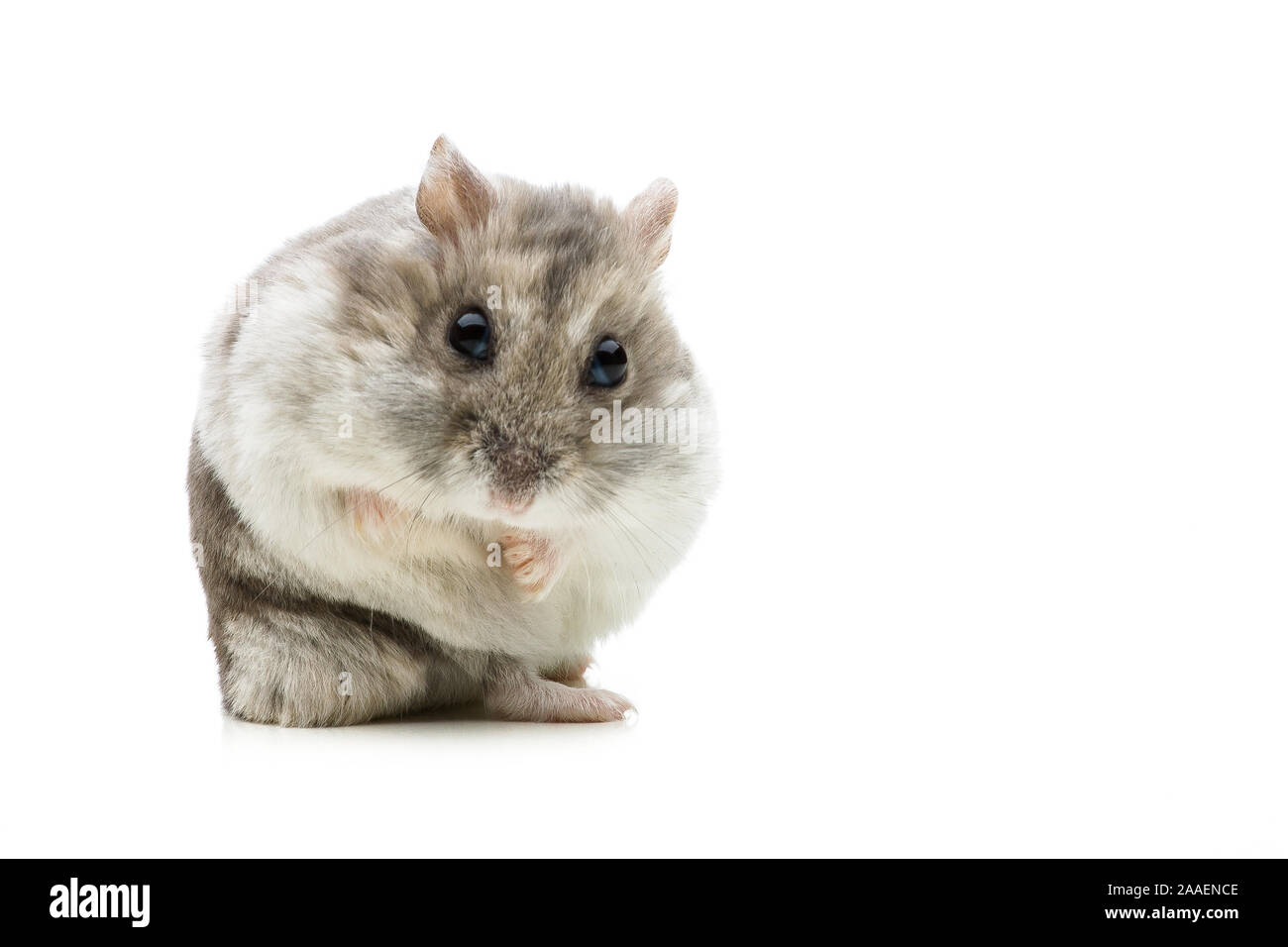 Goldhamster macht Männchen auf weißen Tisch Stockfoto