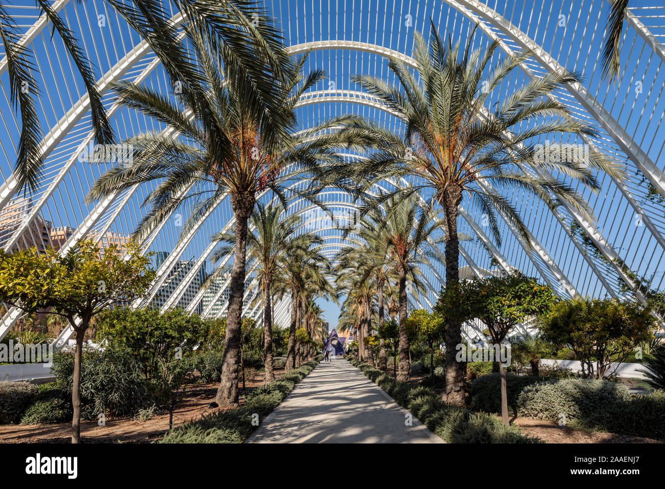 In L'Umbracle einen angelegten Spaziergang mit Palmen und Pflanzenarten einheimische zu Valencia, der Stadt der Künste und Wissenschaften, Spanien Stockfoto
