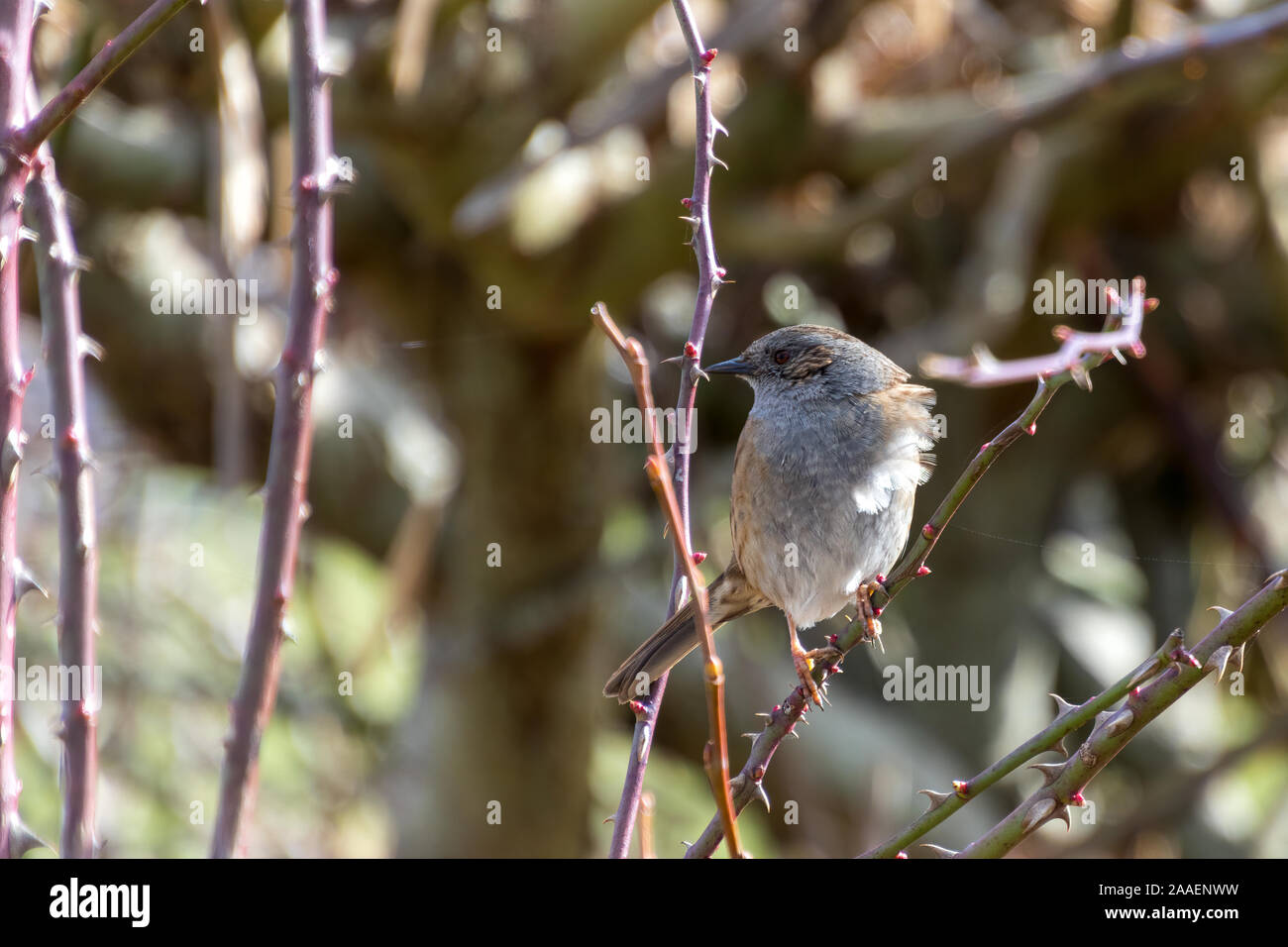 Hedge Accentor (Dunnock) in einer Hecke in Sussex Stockfoto