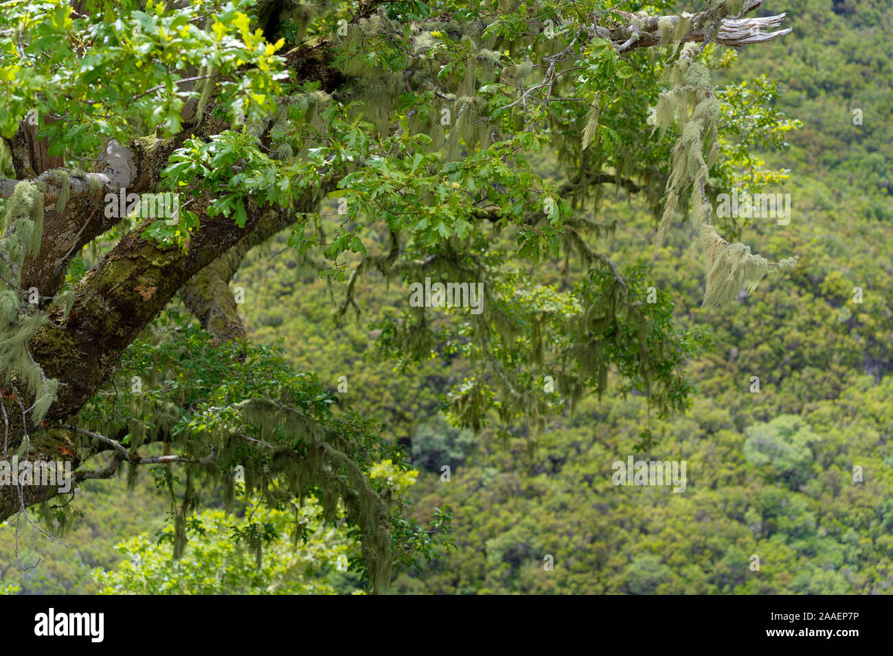 Alte Laurisilva Baum an in einem uralten Wald bei 25 Fontes Madeira - die Westküste von Afrika Stockfoto