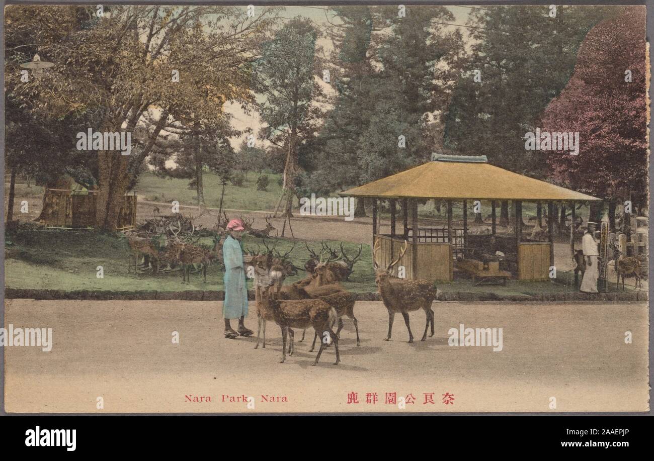 Illustrierte Postkarte von ein Japaner die Fütterung der Sika deer in der Nähe von einem strohgedeckten Pavillons bei Nara Park, Nara, Kansai Region, Japan, 1904. Von der New York Public Library. () Stockfoto