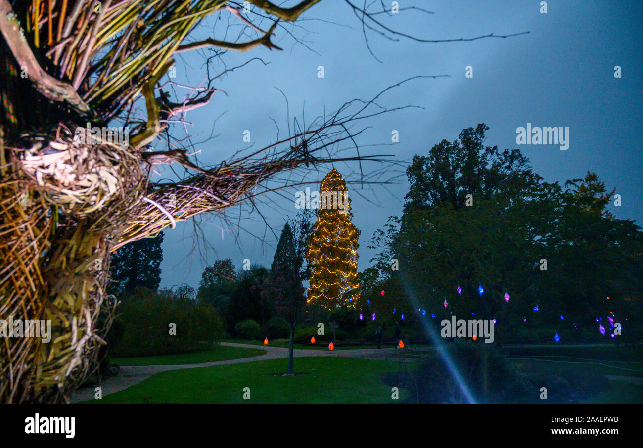 Haywards Heath UK 21. November 2019 - die Eröffnungsnacht des Wakehurst Glow Wilde Laterne Trail in der Nähe von Haywards Heath in Sussex an diesem Abend wird Wakehurst, Kews wilder botanischer Garten, mit seinem berühmten Winter Glow Wilde Laterne Trail zum Leben erweckt. Die Landschaft wird von Hunderten glühender Laternen, Feuerfackeln, Soundscapes und Projektionen sowie dem höchsten lebenden Weihnachtsbaum Großbritanniens, der mit 1900 Lichtern geschmückt ist, verwandelt. : Credit Simon Dack / Alamy Live News Stockfoto