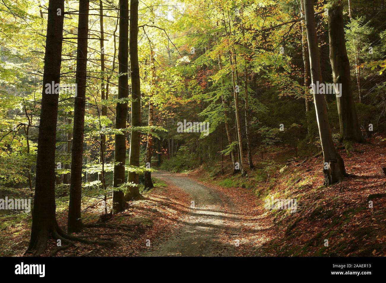 Weg durch den malerischen Herbst Wald. Stockfoto