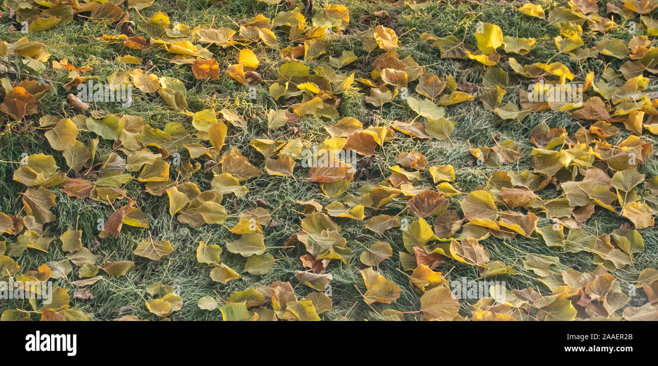 Eine Decke von Frosty Blätter auf einen Garten Rasen. Stockfoto