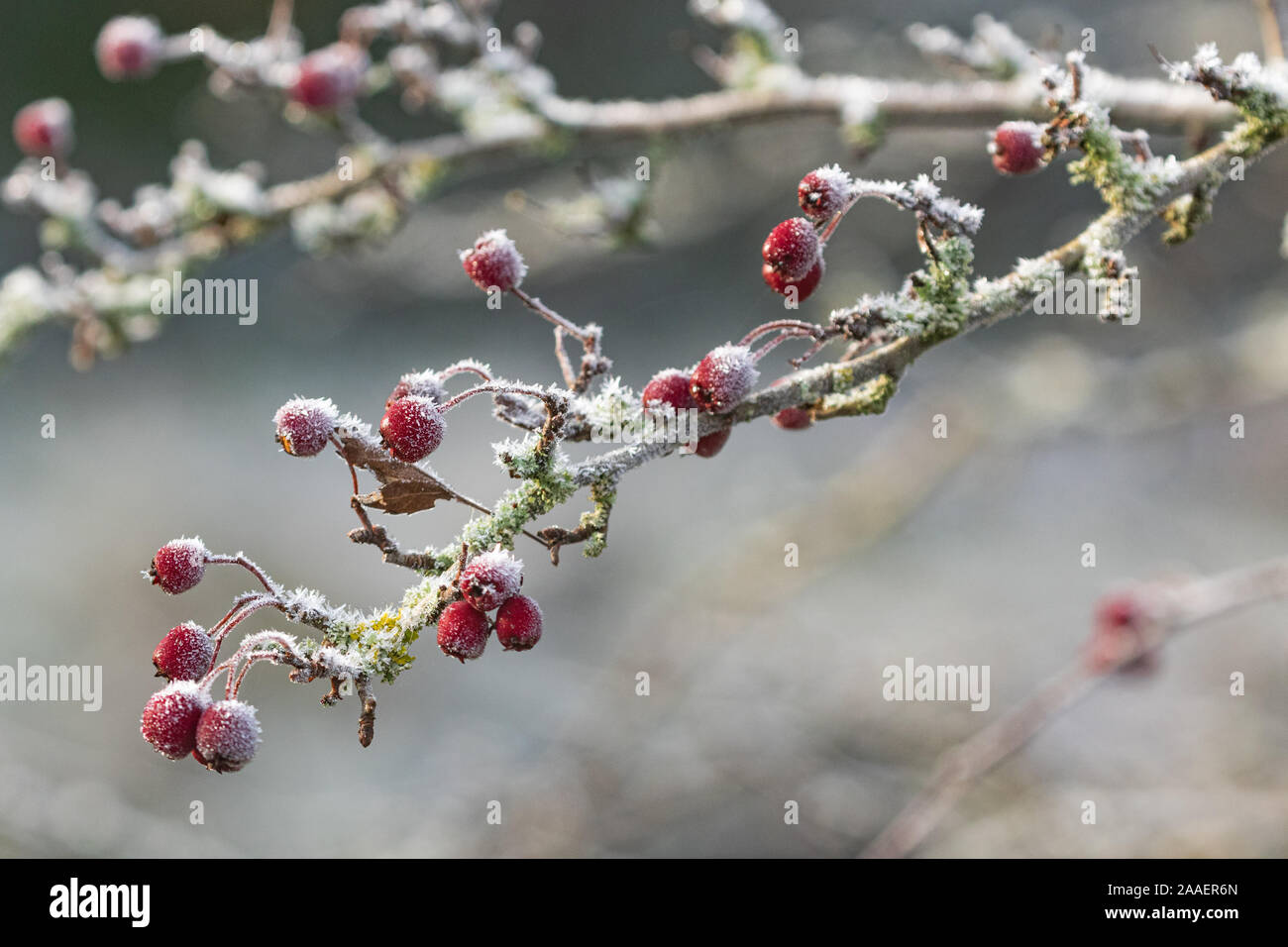 Frost bedeckt Weißdorn-Beeren auf einem Zweig. Stockfoto