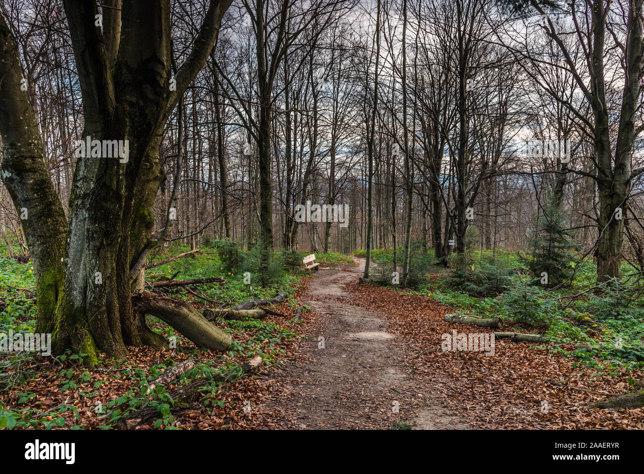 Bieszczady-gebirge im Herbst Stimmung. Korbania oben am Morgen. Stockfoto