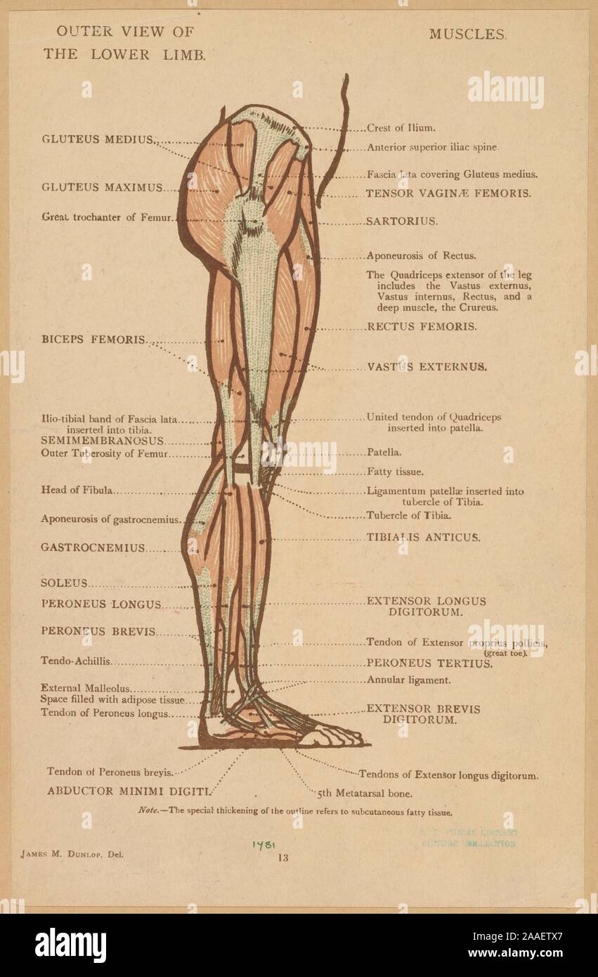 Abbildung der Anatomie des menschlichen Bein von James M. Dunlop, aus dem Buch "Anatomische Diagramme für die Verwendung von Kunststudenten, die von George Bell und Söhne, 1899 veröffentlicht. Von der New York Public Library. () Stockfoto