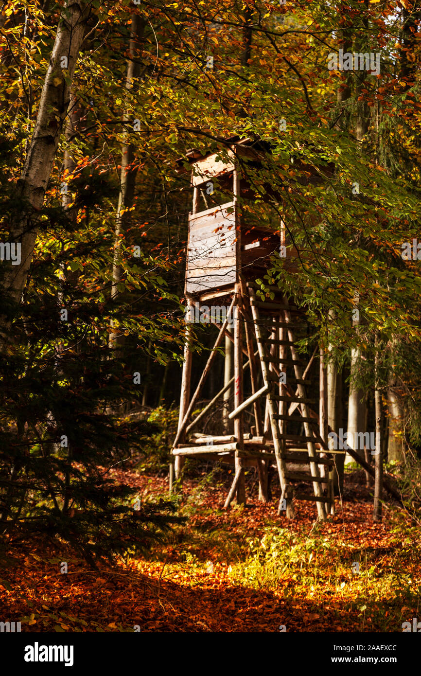 Hohen Sitz im herbstlichen Laubwald Stockfoto