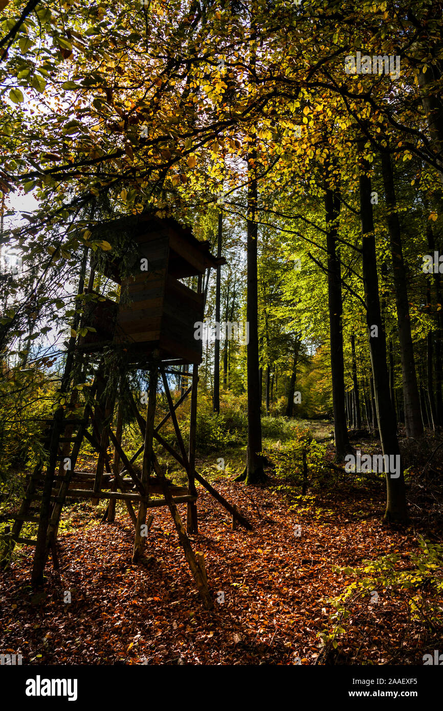 Hohen Sitz im herbstlichen Laubwald Stockfoto